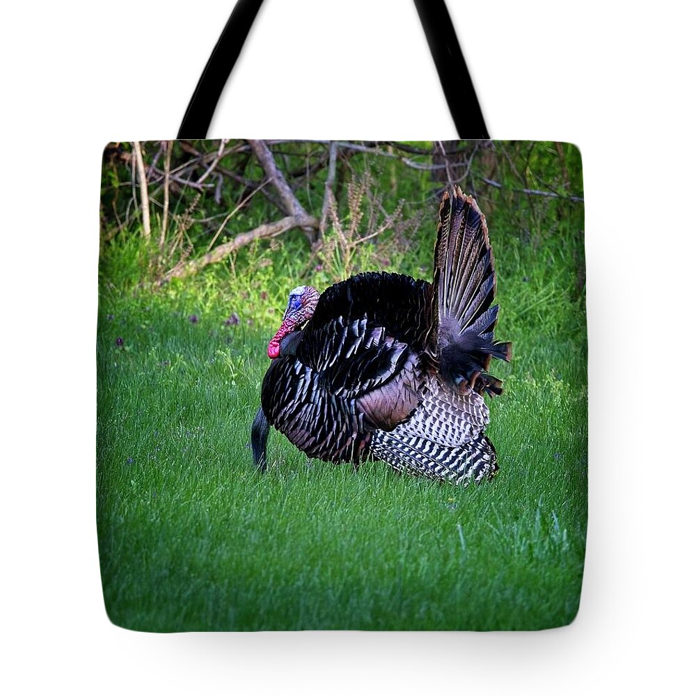 Wildlife Tote Bag featuring the photograph Wild Turkey Gobbler displaying during mating season by Ronald Lutz