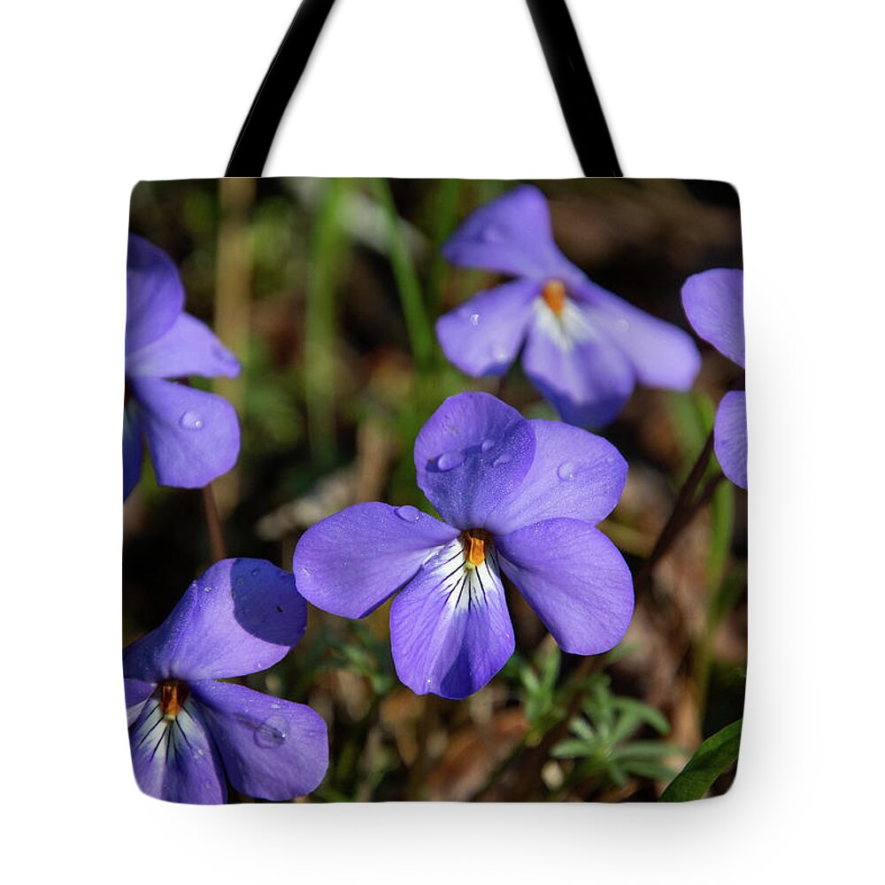 Wild Violet Tote Bag featuring the photograph Wild Violet Grouping with Dew by Cascade Colors