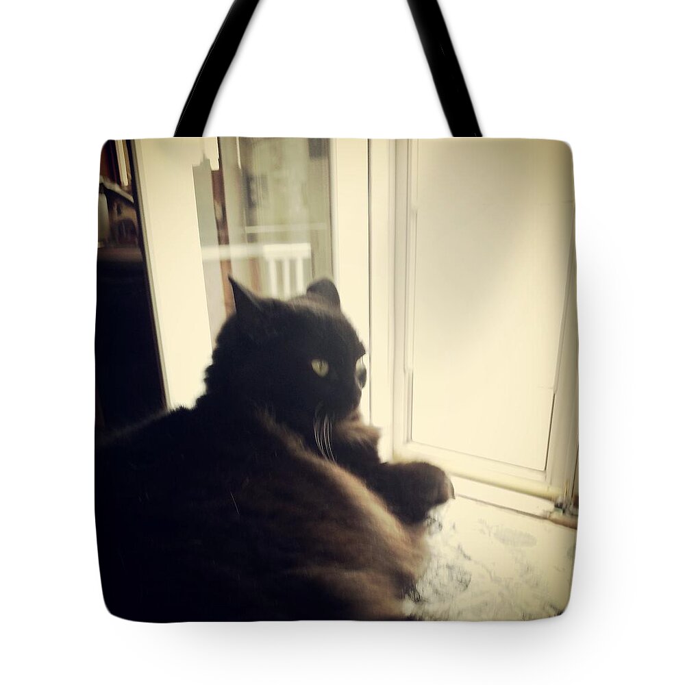 Black Kitty Tote Bag featuring the photograph Willow by Leslie Byrne