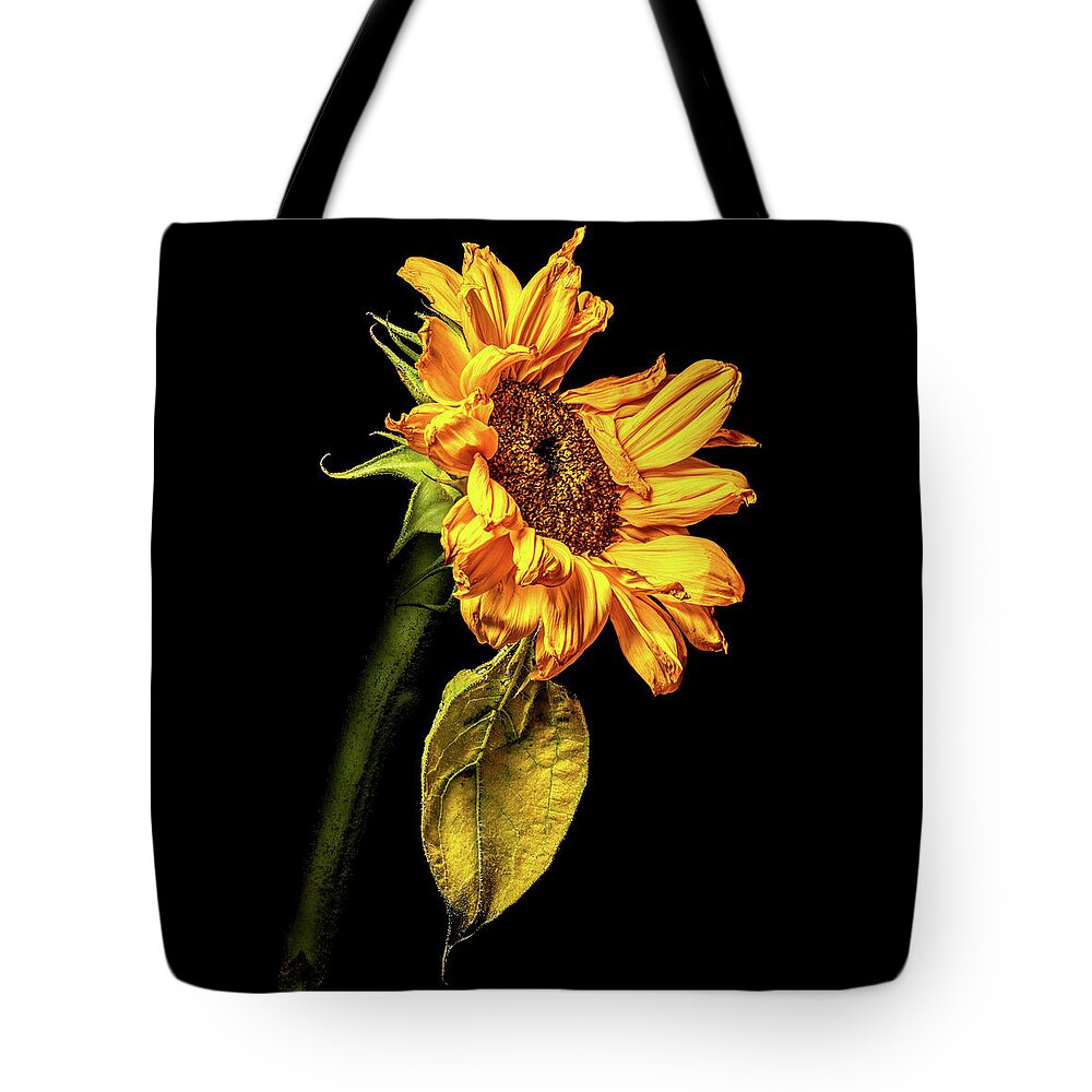 Black Background Tote Bag featuring the photograph Wilting Sunflower #3 by Kevin Suttlehan