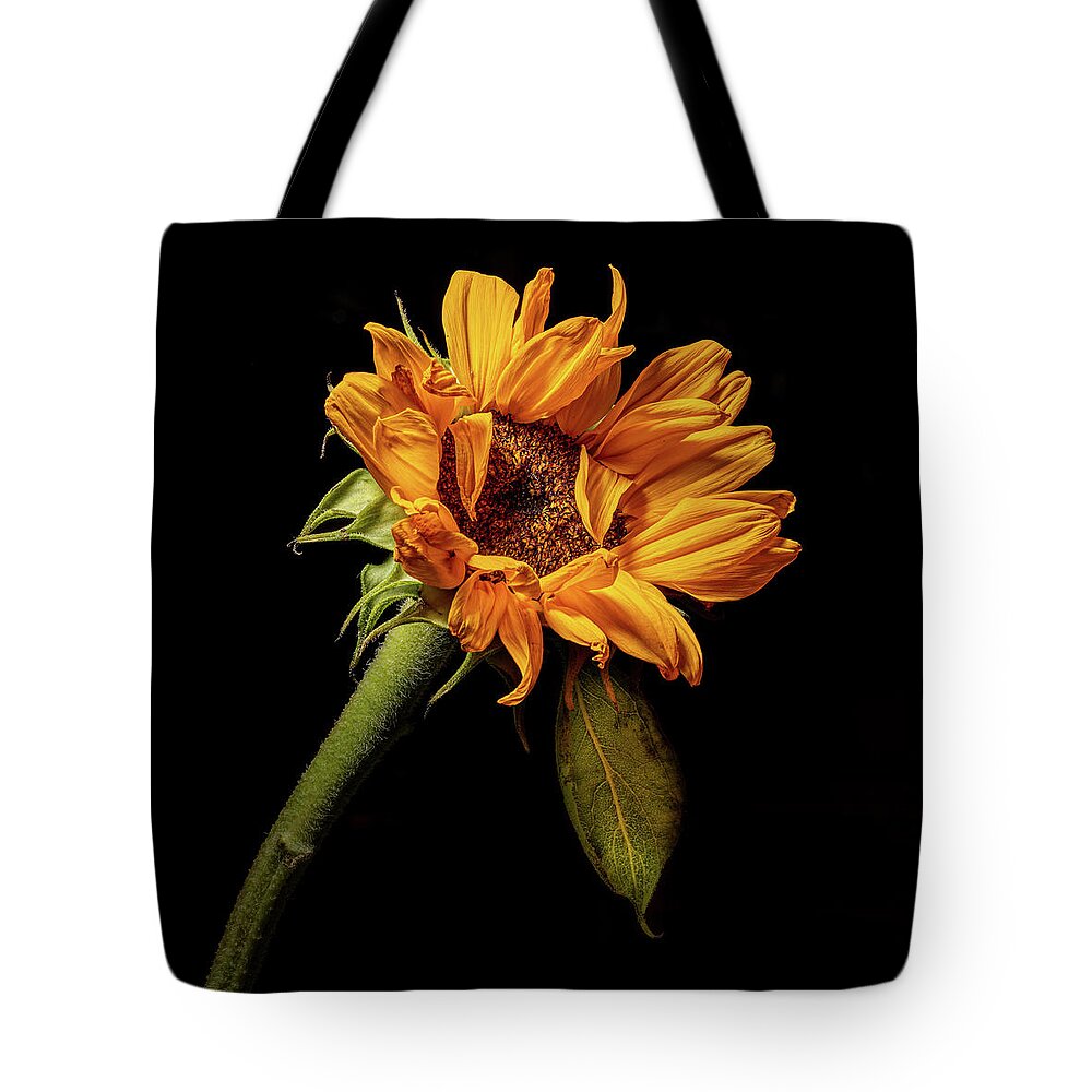Black Background Tote Bag featuring the photograph Wilting Sunflower #4 by Kevin Suttlehan