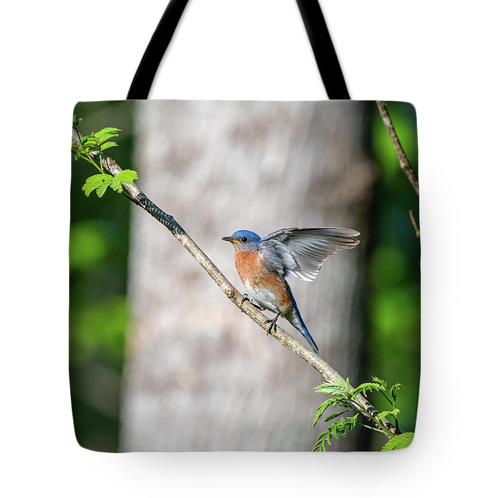 Blue Ridge Parkway Tote Bag featuring the photograph Wings of a Bluebird by Robert J Wagner