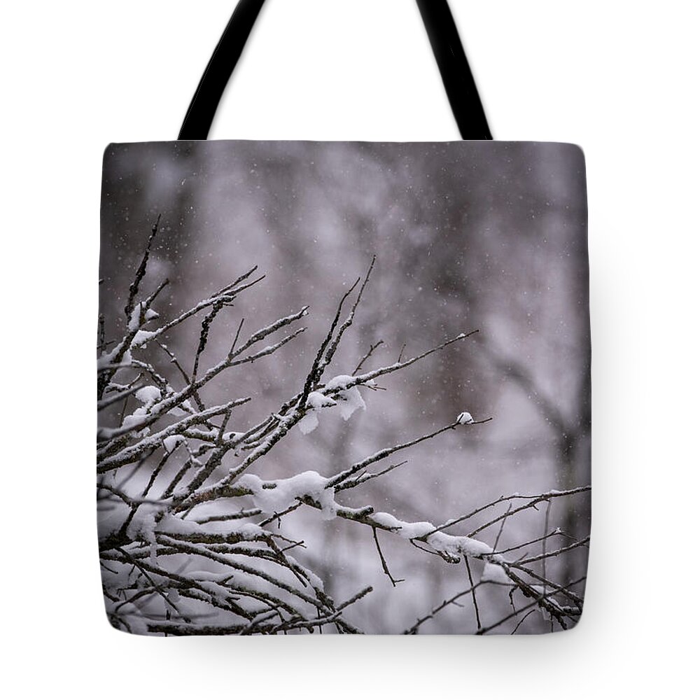 Photo Tote Bag featuring the photograph Winter Through the Branches by Evan Foster