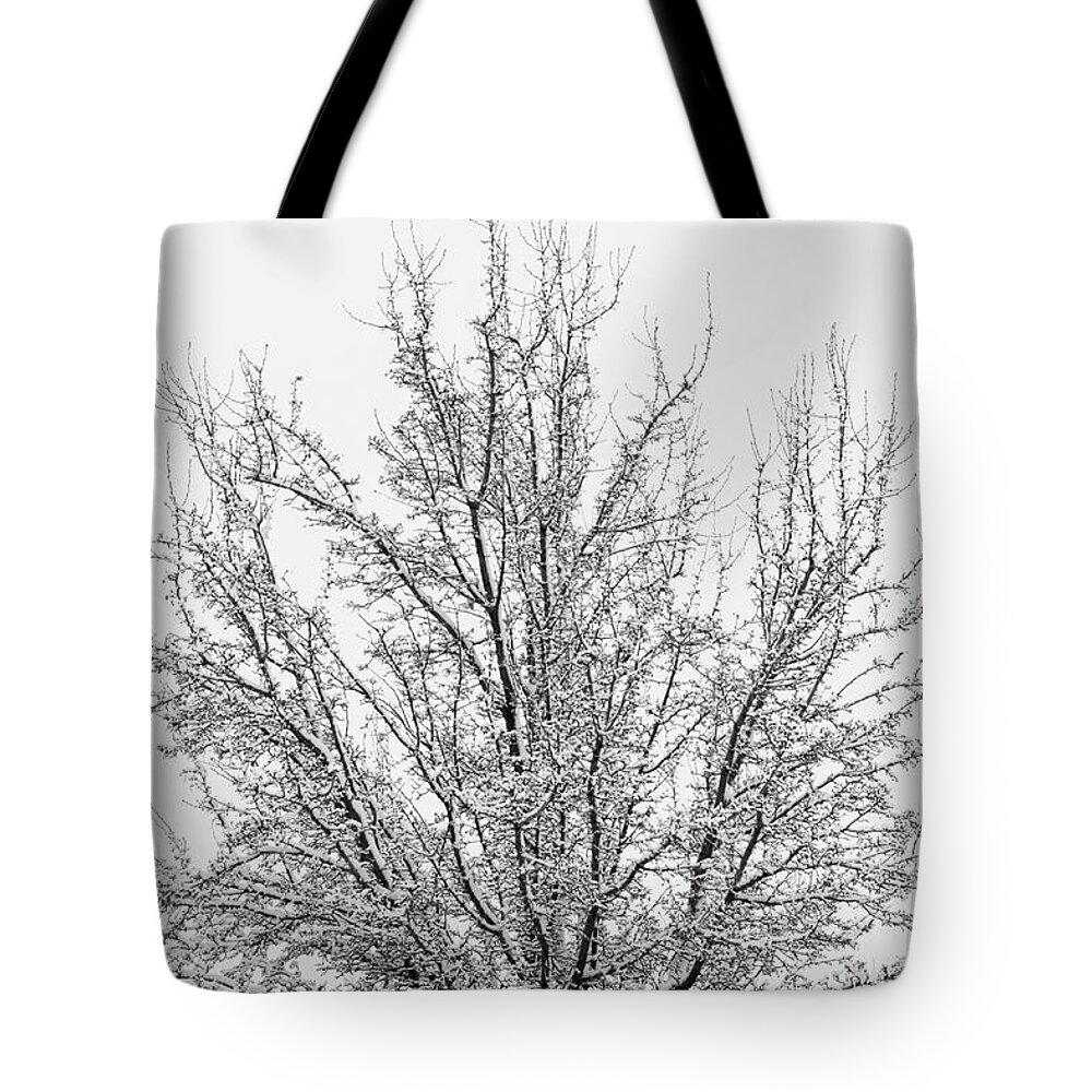Snow Tote Bag featuring the photograph Winter tree by Ron Roberts
