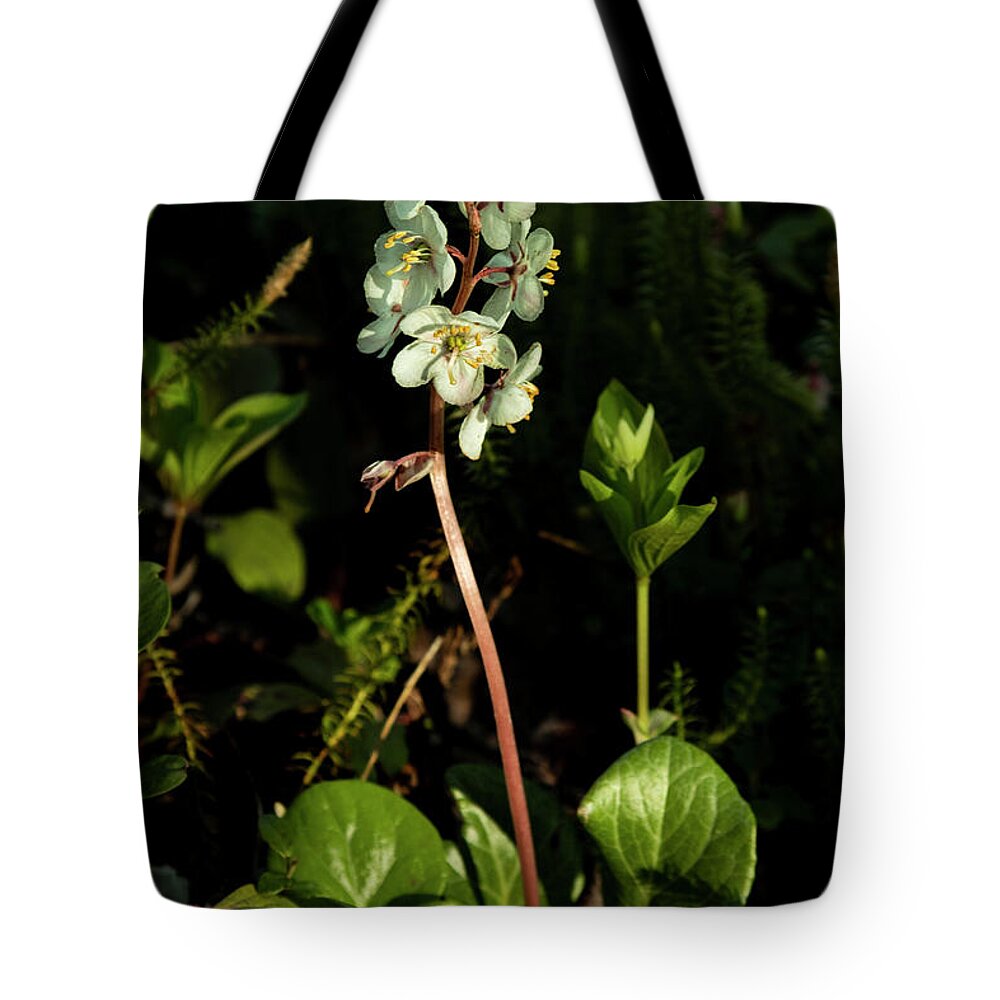 Alaska Tote Bag featuring the photograph Wintergreen by Fred Denner