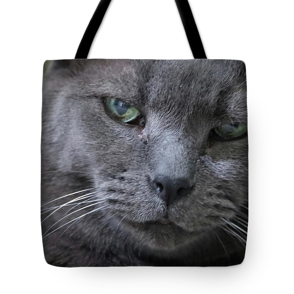Cat Tote Bag featuring the photograph Wise Old Cat by M Kathleen Warren
