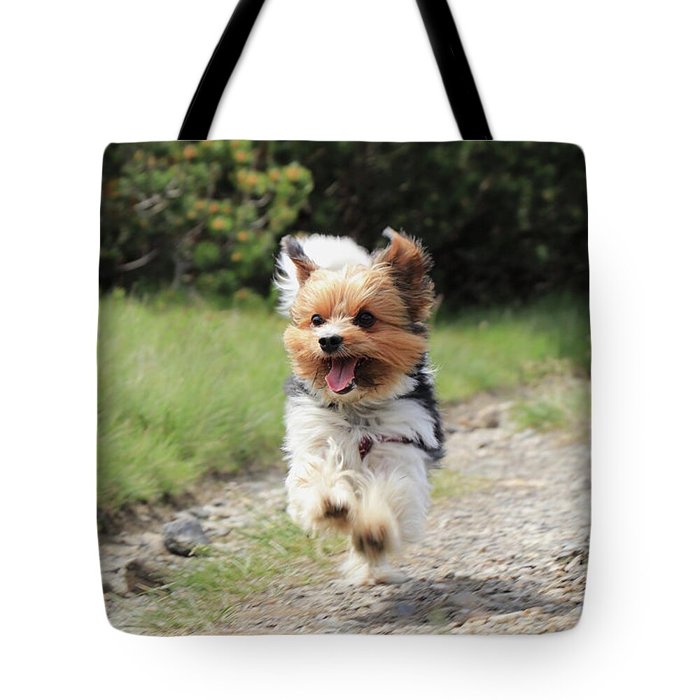 Biewer Yorkshire Terrier Tote Bag featuring the photograph Biewer Terrier in run position with tongue out by Vaclav Sonnek