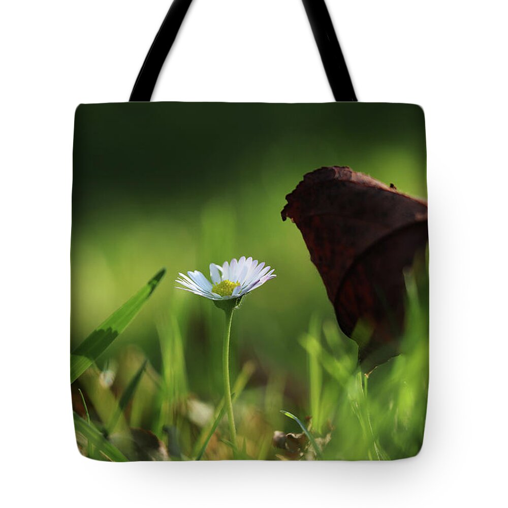 Halloween Tote Bag featuring the photograph Wonderful white daisy between marple leaf and grass on the garden. Touch of a beauty. Magic of nature in real time. Happiness from wildness by Vaclav Sonnek