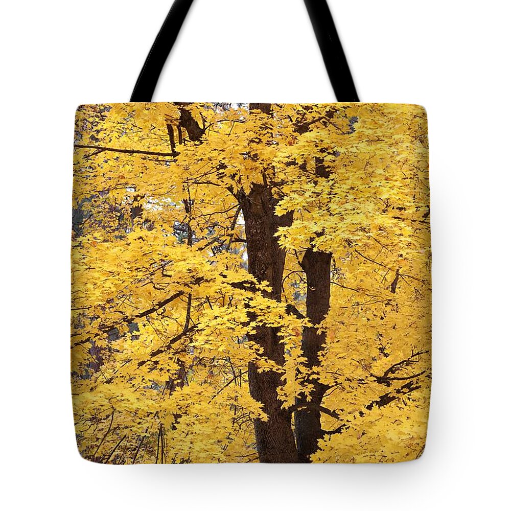 Carol Groenen Tote Bag featuring the photograph Wonderful Yellow Maple by Carol Groenen