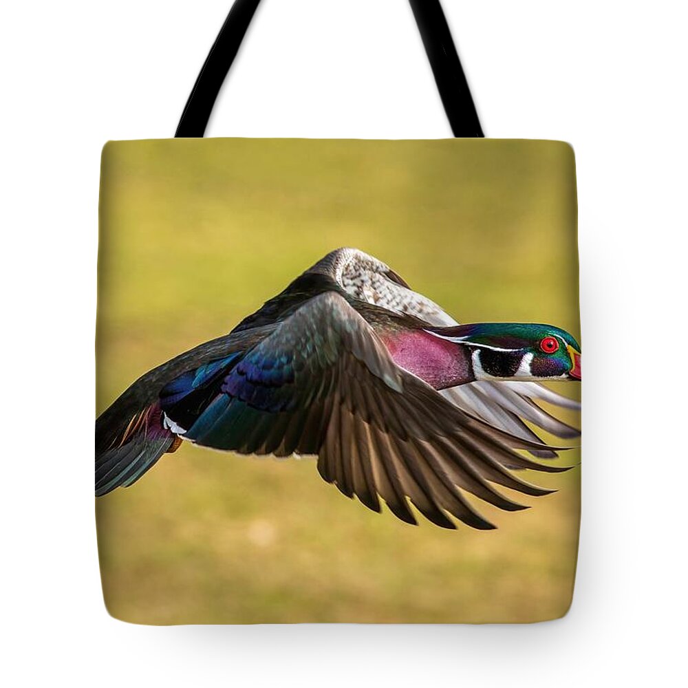 Wood Duck Flying Low Tote Bag featuring the photograph Wood Duck Flying Low by Lynn Hopwood