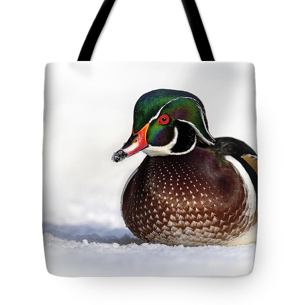 Duck Tote Bag featuring the photograph Wood Duck in Snow by Bill Cubitt