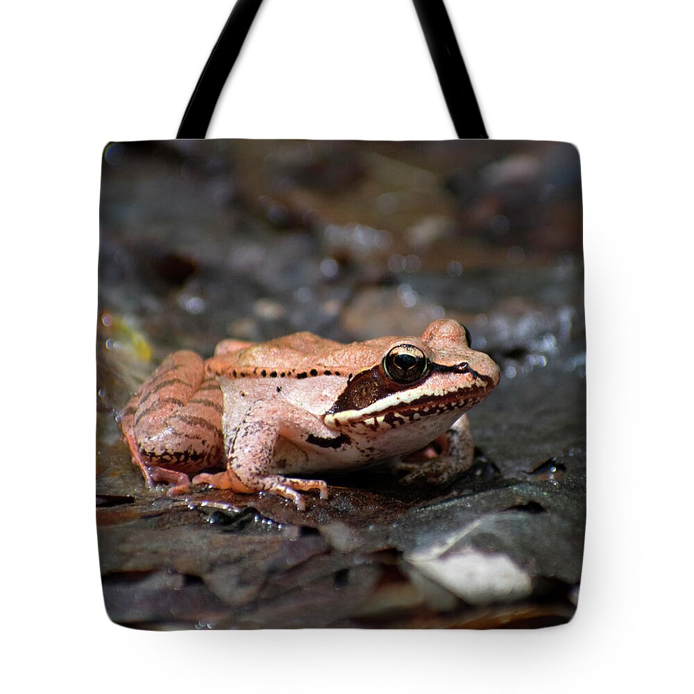 Animal Tote Bag featuring the photograph Wood Frog by Christina Rollo