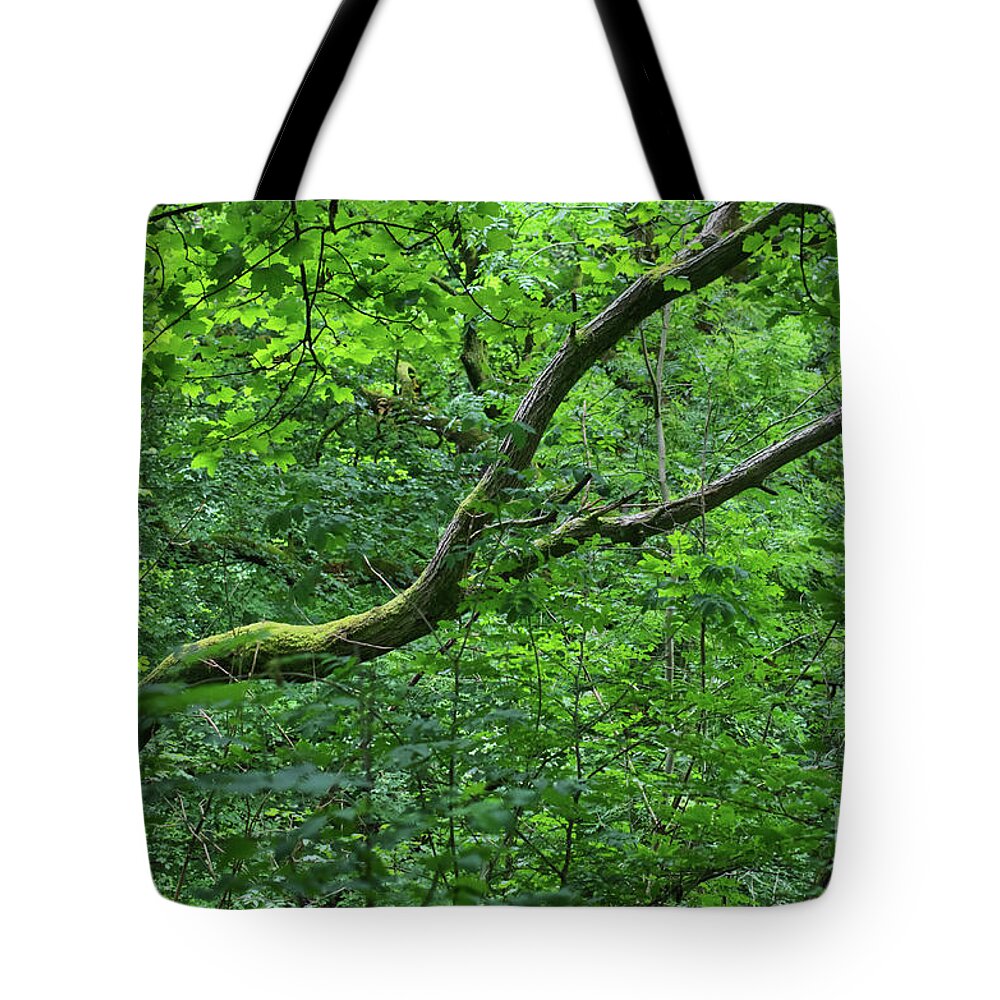 Wood Tote Bag featuring the photograph Wooded area Healey Dell by Pics By Tony