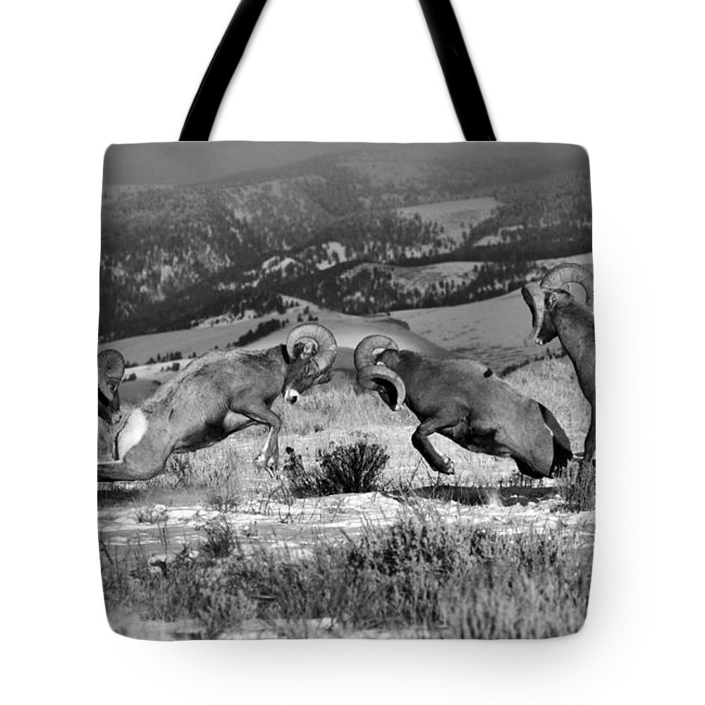 Bighorn Tote Bag featuring the photograph Wyoming Bighorn Brawlers Panorama Black And White by Adam Jewell