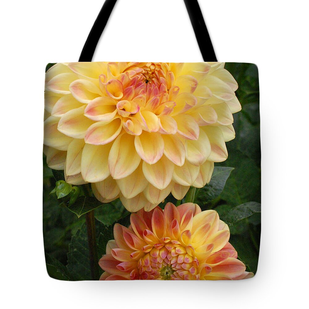Dahlia Tote Bag featuring the photograph Yellow and Orange Dahlias 2 by Amy Fose