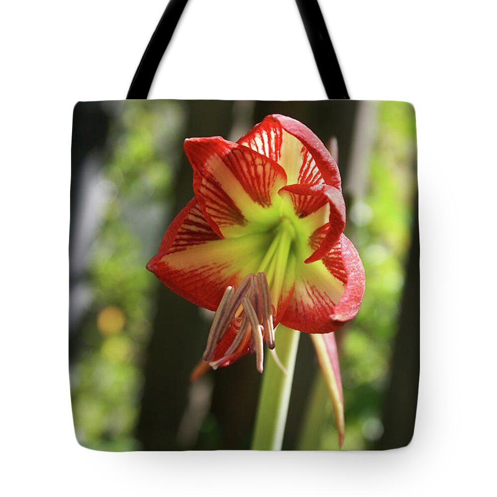  Tote Bag featuring the photograph Yellow and Red Amaryllis by Heather E Harman