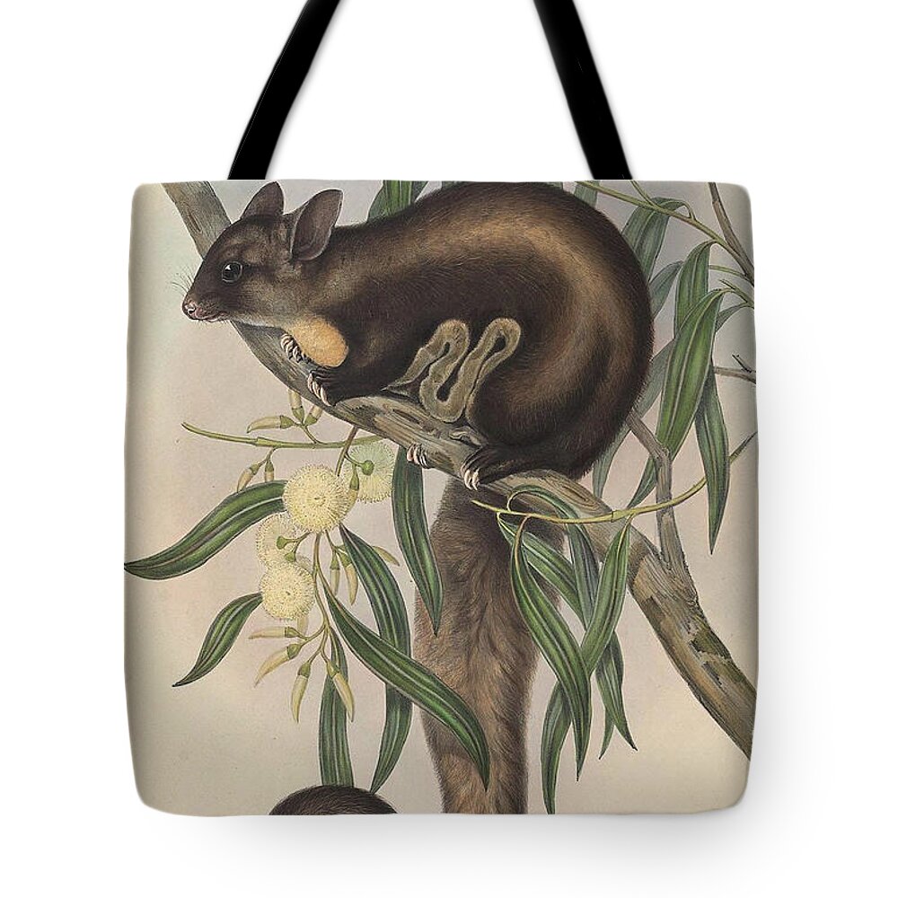 Australia Tote Bag featuring the drawing Yellow Bellied Glider by John Gould