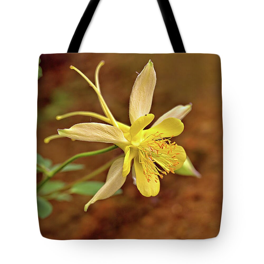 Flower Tote Bag featuring the photograph Yellow Columbine by Bob Falcone