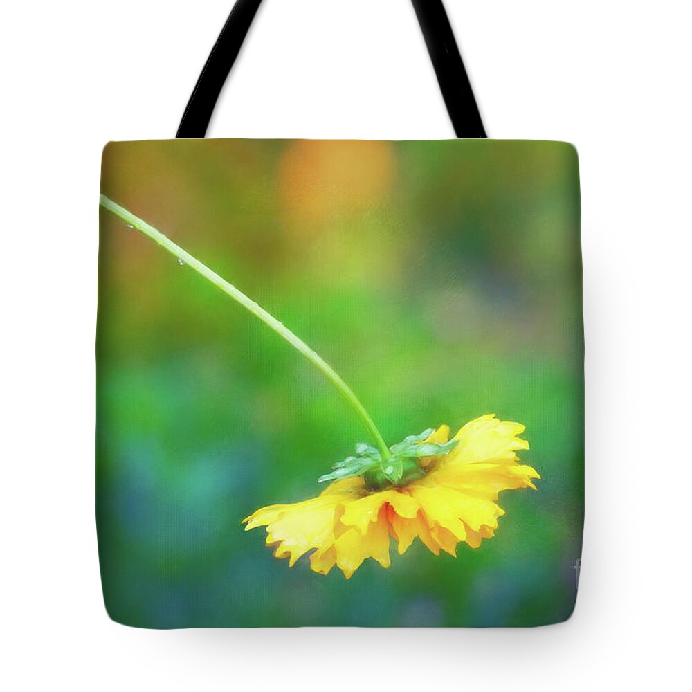 Corepsis Tote Bag featuring the photograph Yellow Coreopsis Curling Down After the Rain by Anita Pollak