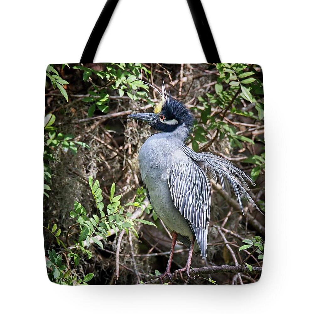  Tote Bag featuring the photograph Yellow-crowned Night Heron during mating season by Ronald Lutz