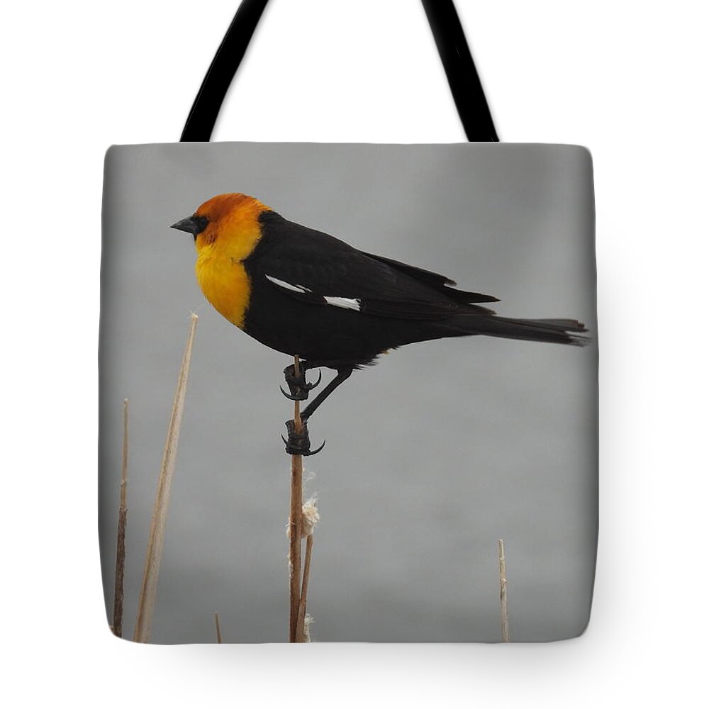 Black Bird Tote Bag featuring the photograph Yellow Headed Black Bird 3 by Amanda R Wright