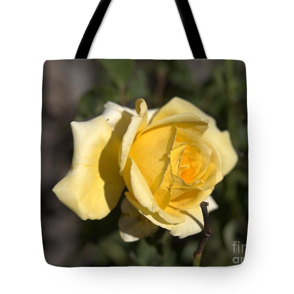 Botanical Tote Bag featuring the photograph Yellow Rose Speaks by Richard Thomas