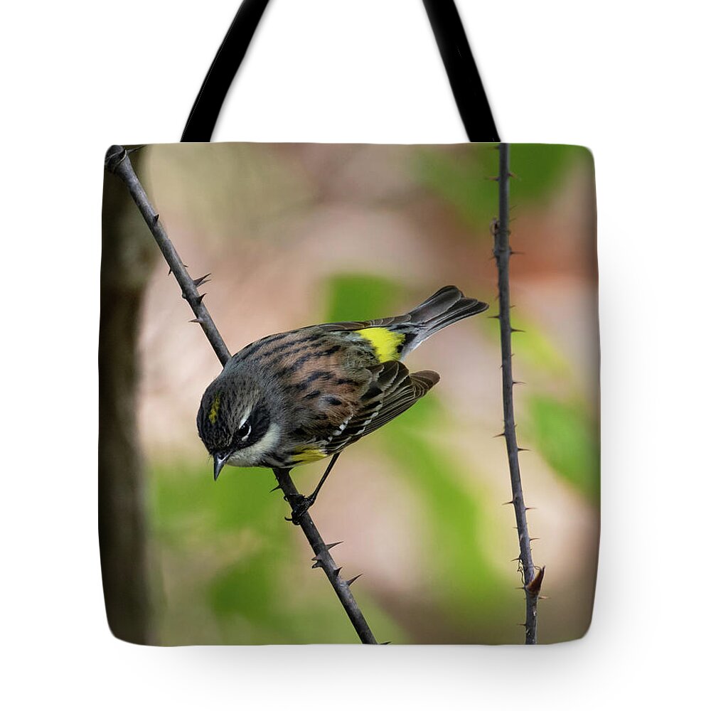 Yellow Rumped Warbler Tote Bag featuring the photograph Yellow Rumped Warbler 2020 1 by Lara Ellis