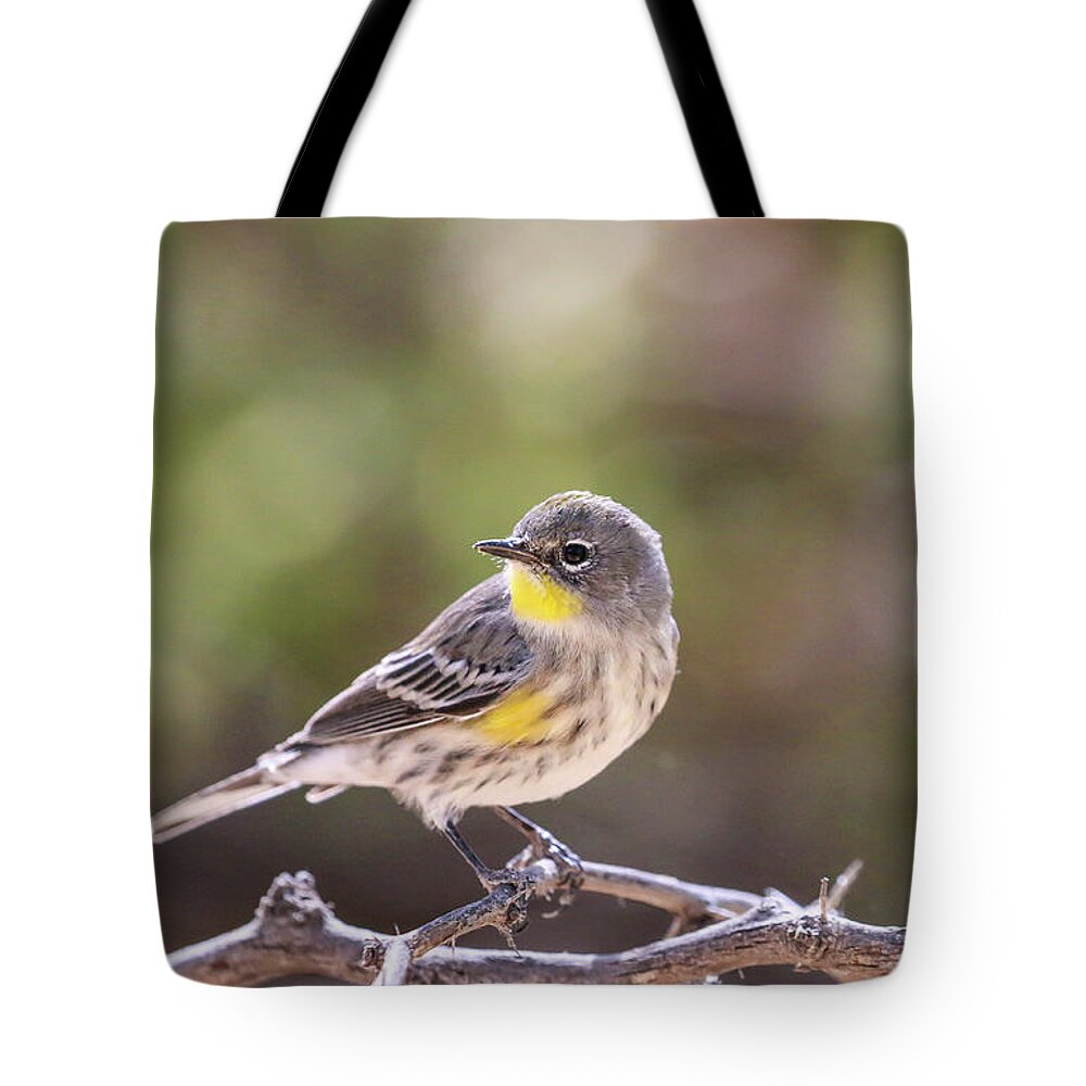 2020 Tote Bag featuring the photograph Yellow Rumped Warbler by Dawn Richards