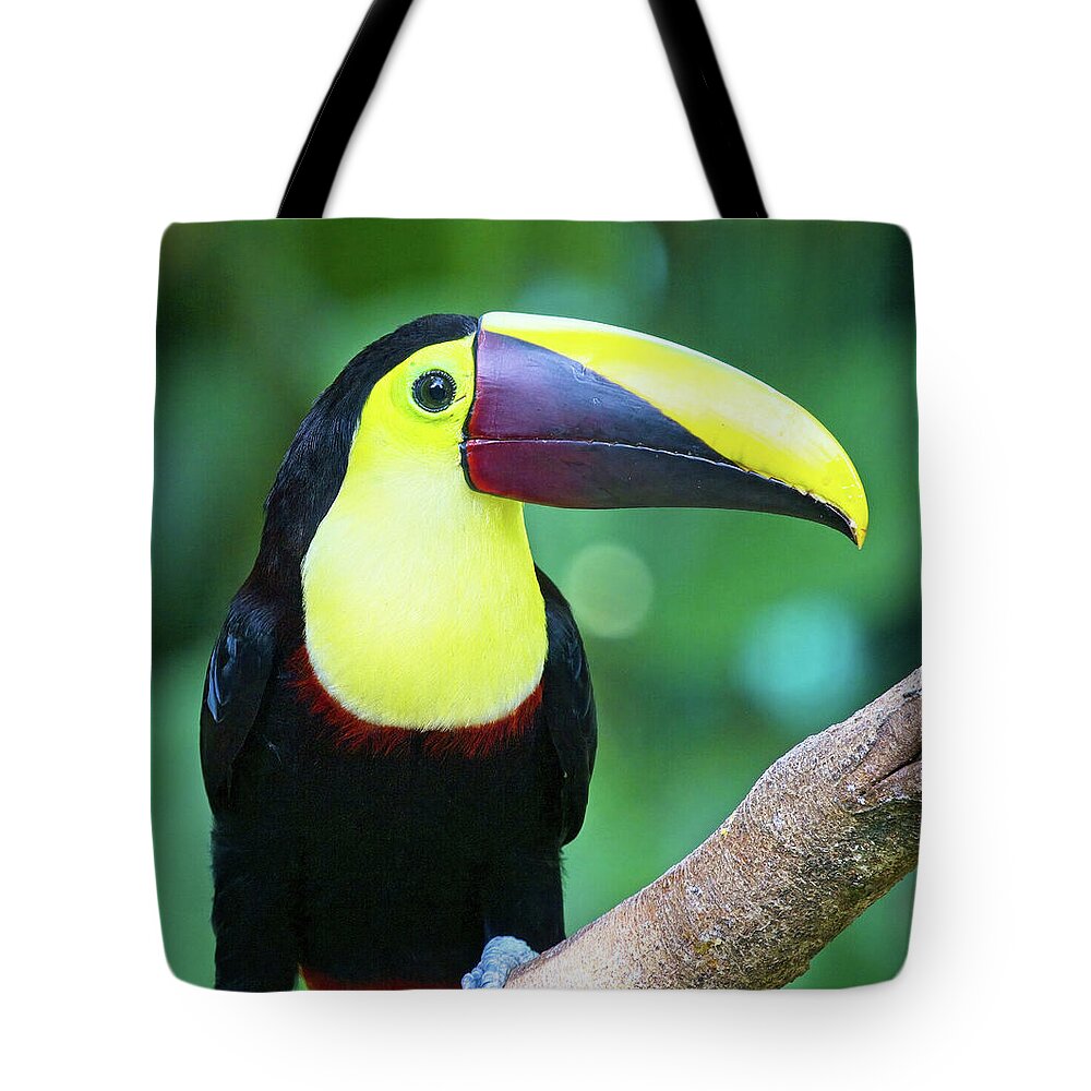 Toucan Tote Bag featuring the photograph Yellow-throated Toucan Ramphastos ambiguus Costa Rica by Tony Mills