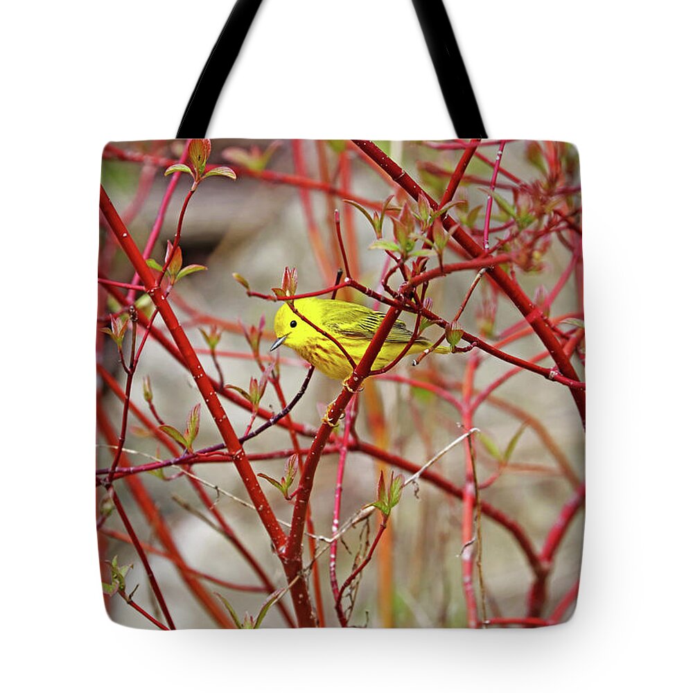 Yellow Warbler Tote Bag featuring the photograph Yellow Warbler In Red Dogwood by Debbie Oppermann