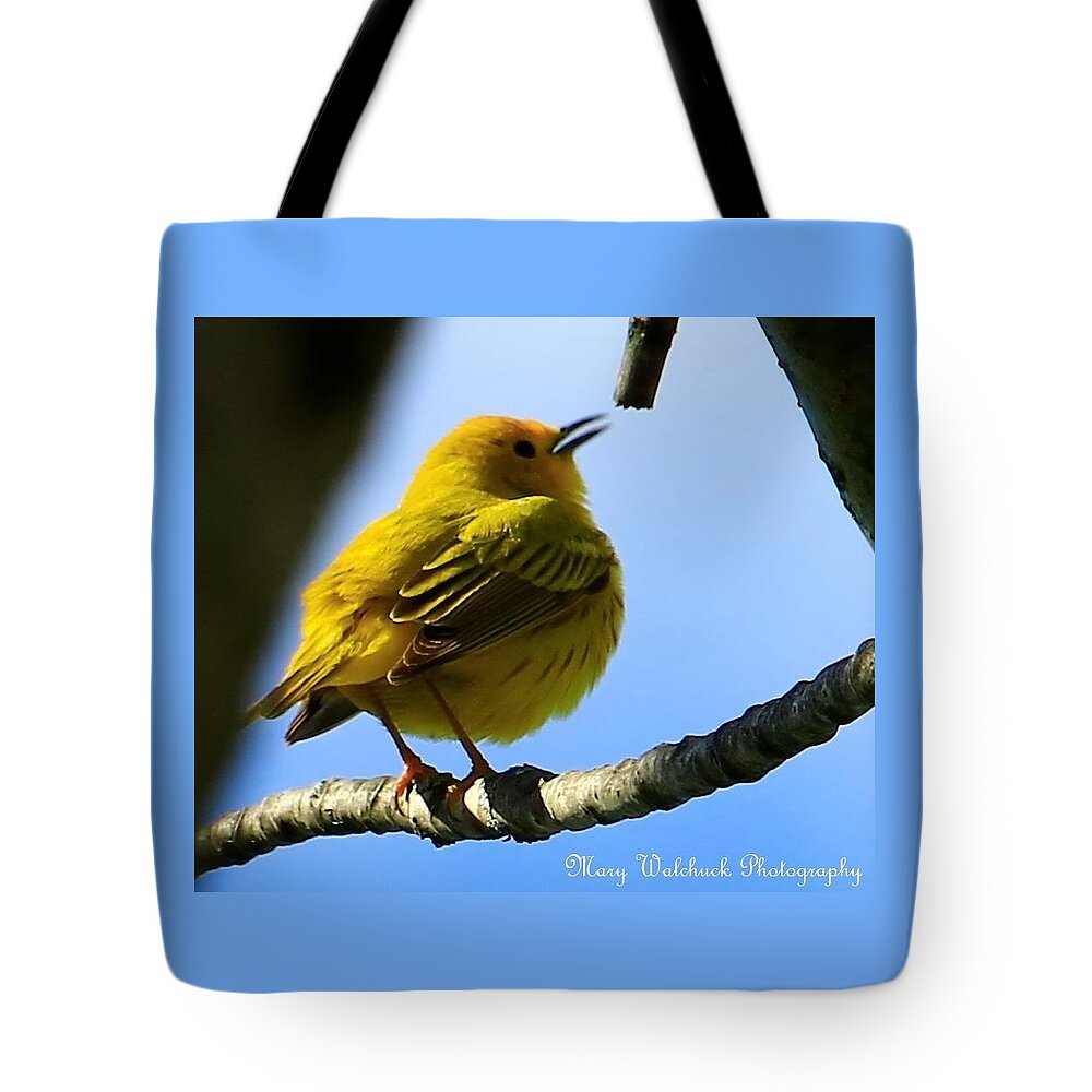 Yellow Warbler Tote Bag featuring the photograph Yellow Warbler Singing in the Spotlight by Mary Walchuck
