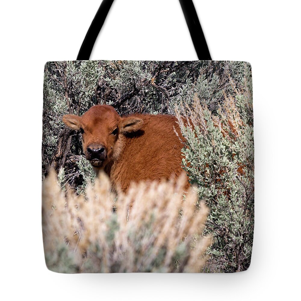 Calf Tote Bag featuring the photograph Yellowstone Bison Calf 2 by Rick Pisio