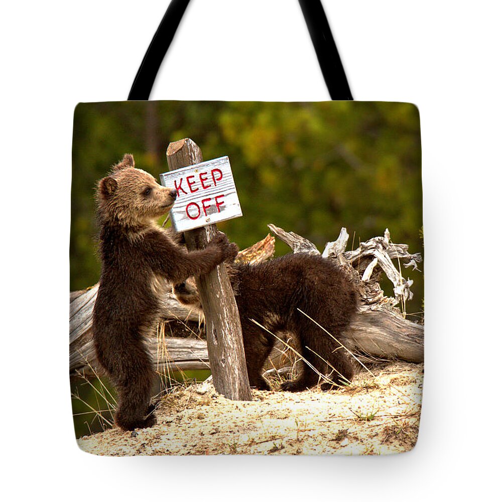 Grizzly Bear Tote Bag featuring the photograph Yellowstone Junior Rangers by Adam Jewell