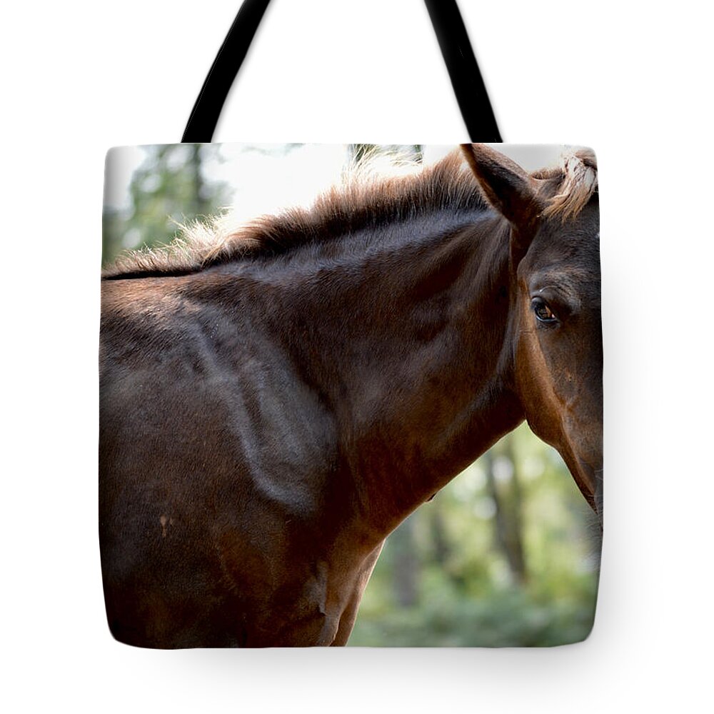 Searching Tote Bag featuring the photograph Where's Mama? by Listen To Your Horse
