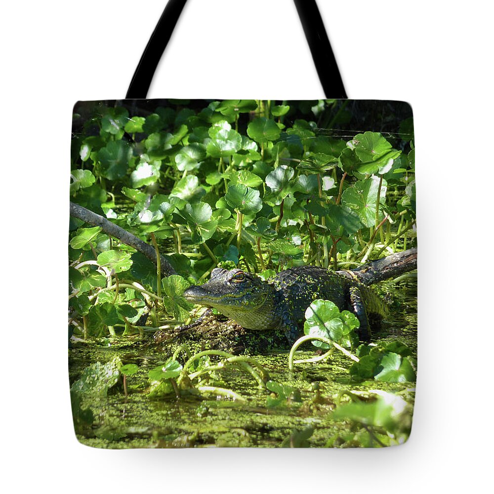 Alligator Tote Bag featuring the photograph Young Alligator by Karen Rispin