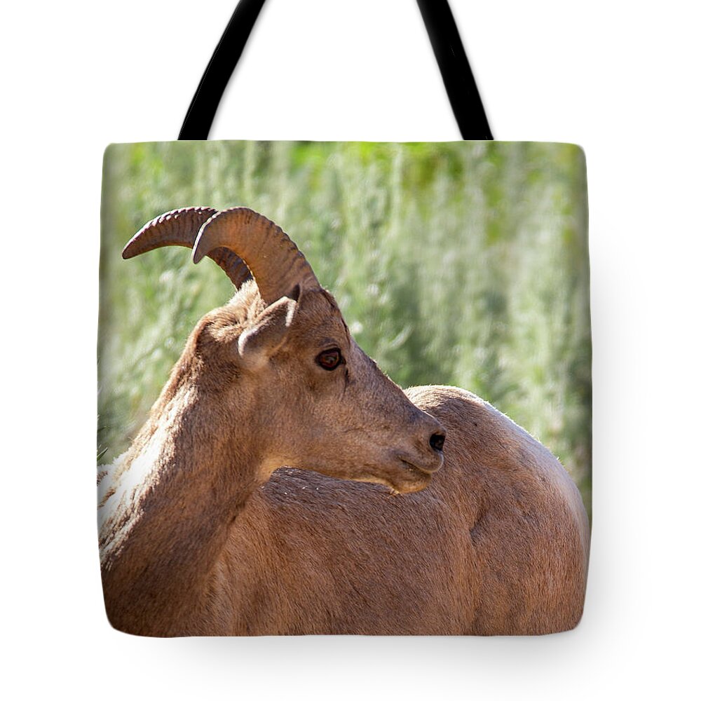 Bighorn Tote Bag featuring the photograph Young Big Horn Sheep by Valerie Cason