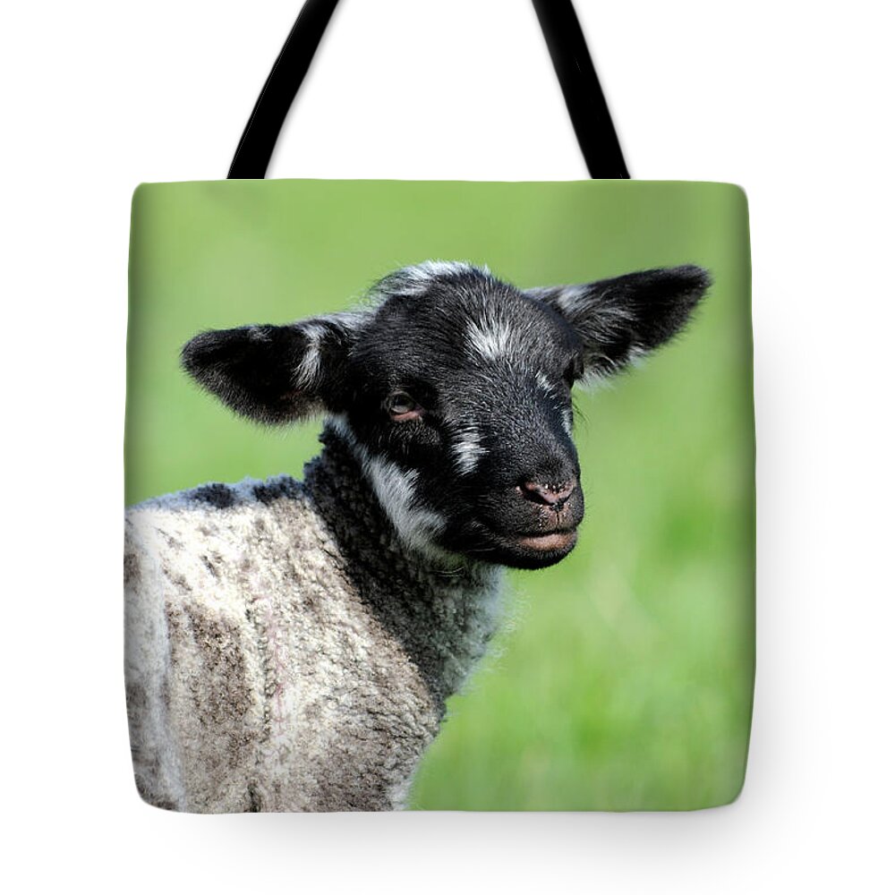 Lamb Tote Bag featuring the photograph Young black and white lamb Wimborne Dorset by Loren Dowding