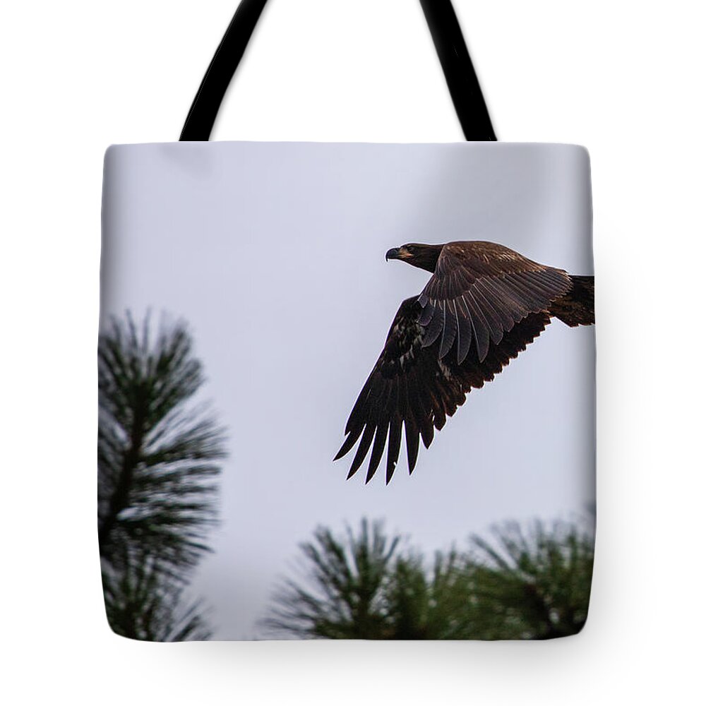 Lake Tote Bag featuring the photograph Young Eagle in Flight by Mike Lee