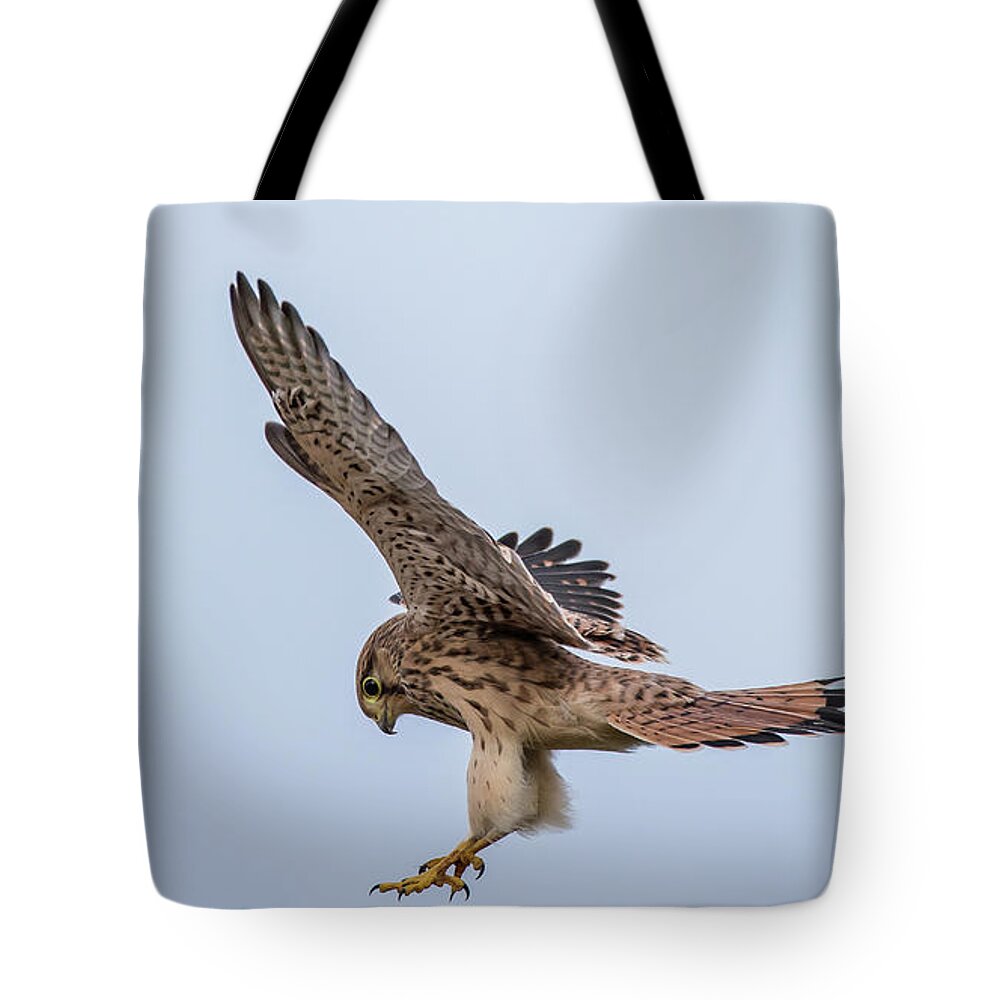 Kestrel Tote Bag featuring the photograph Young European Kestrel Landing by Torbjorn Swenelius