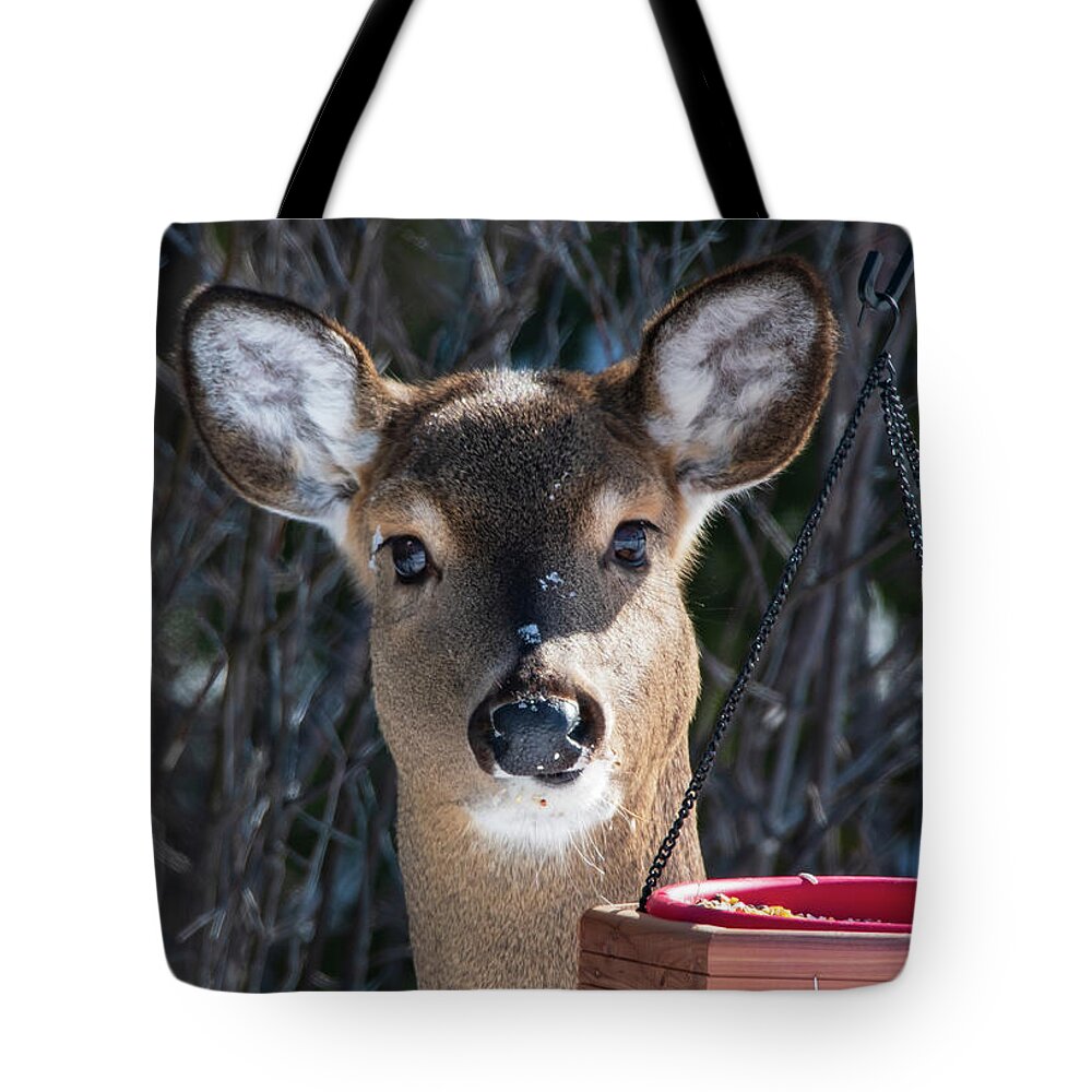 Female Deer Tote Bag featuring the photograph Young Female Deer by Sandra J's