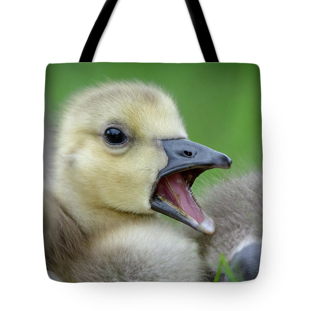 Gosling Tote Bag featuring the photograph Young Gosling 1 by Gareth Parkes
