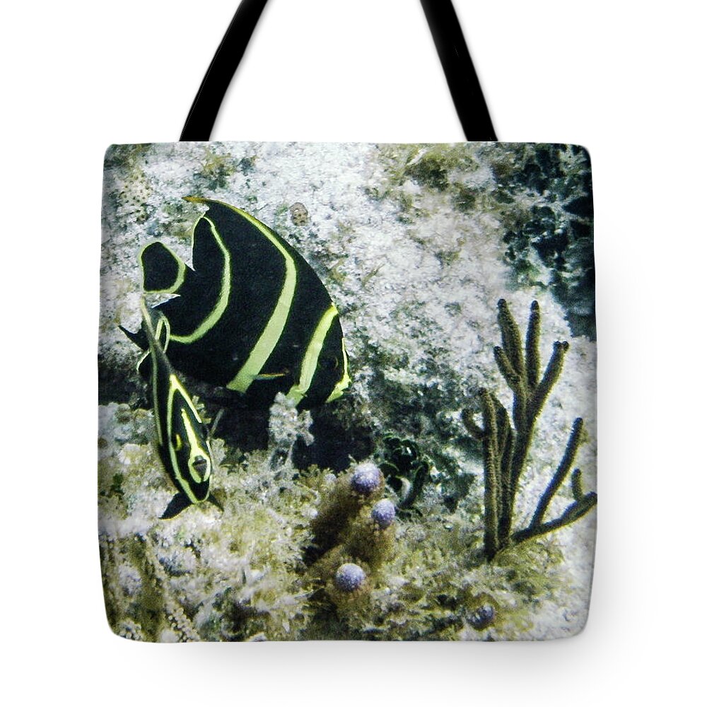 Animals Tote Bag featuring the photograph Youngsters by Lynne Browne