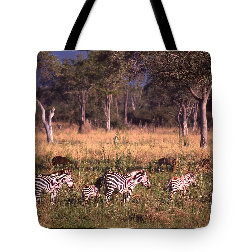 Africa Tote Bag featuring the photograph Zebra Family Landscape by Russ Considine