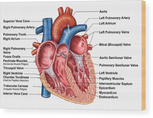 Anatomy Of Heart Interior Frontal Wood Print