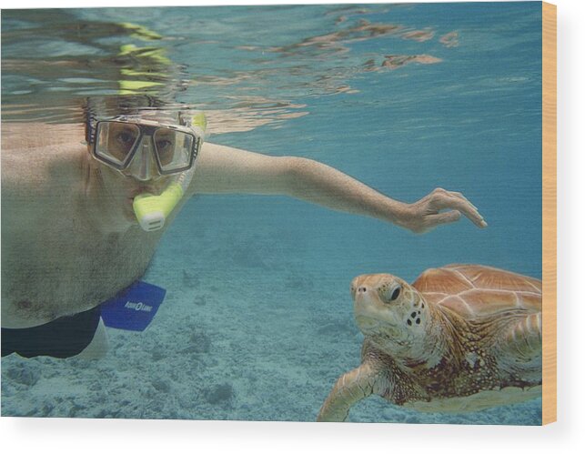 Snorkeling Turtle Sanctuary Hotel Le Meridien Bora Bora Wood Print