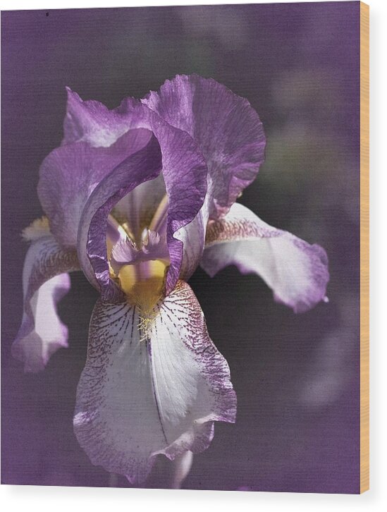 Iris Wood Print featuring the photograph Sunday Iris No. 1 by Richard Cummings