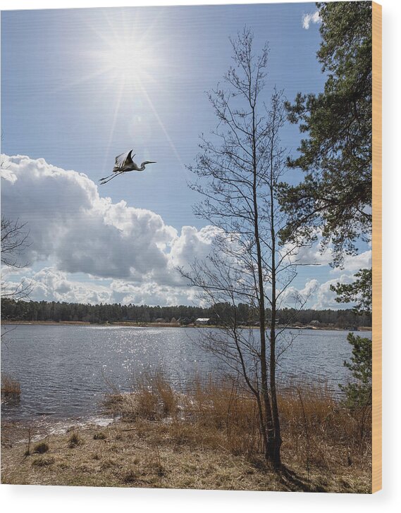 Photography Wood Print featuring the photograph Heron Freedom Flight In Jurmala Latvia by Aleksandrs Drozdovs