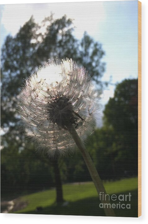 Dandilion Wood Print featuring the photograph Soft Around The Edges by Trish Hale