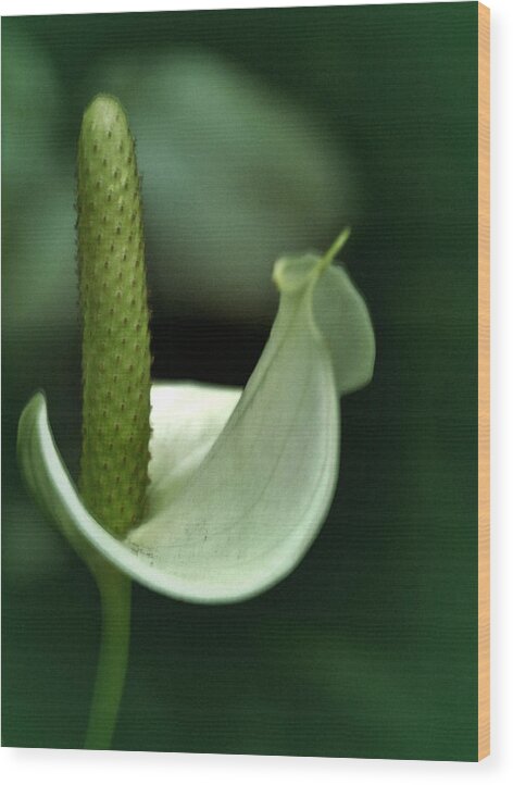 Calla Lily Wood Print featuring the photograph Vintage Calla by Richard Cummings