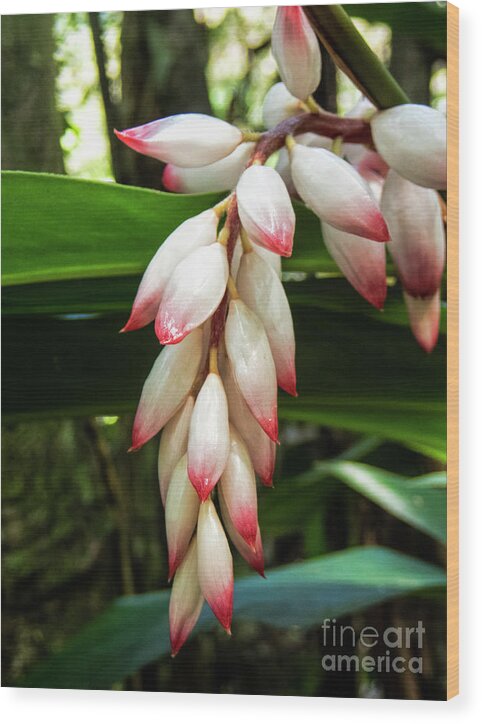 Flora Of Jamaica Wood Print featuring the photograph Jamaica Flora #1 by David Oppenheimer